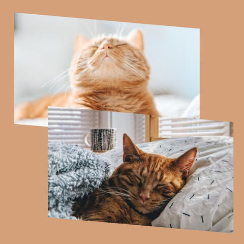 Incredible Bgm for Classic with Cats