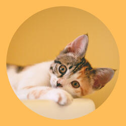 Background for Classic with Cats