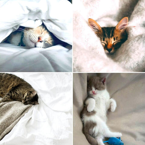 Echoes of Kitty Cats