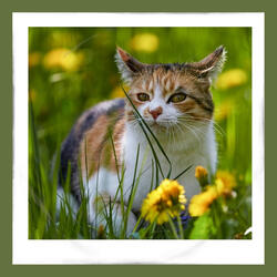 Suave Backdrops for Favorite Kittens