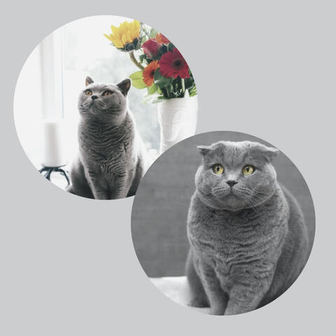 Backdrop for Kitty Cats