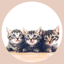 Soulful Ambience for Favorite Kittens
