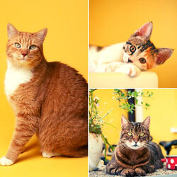 Warm Favorite Kittens