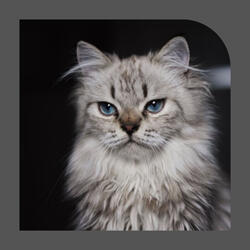 Heavenly Waltz - Vibe for The Comfortable Cats