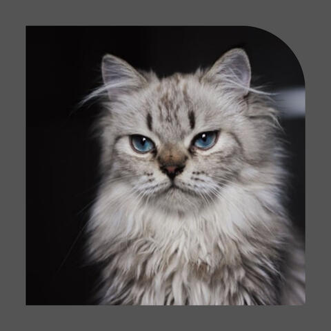 Music for The Cutest Kitten