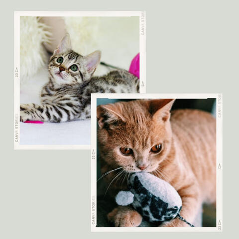 Cultured Backdrop for Kitty Cats