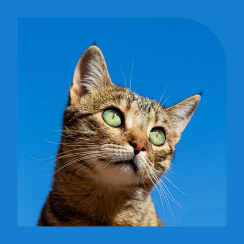 Cheerful Background for The Cutest Kitten