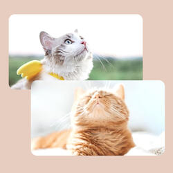 Uplifting Backdrops for Favorite Kittens