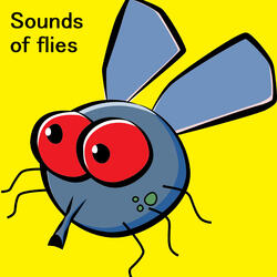 Loud buzzing sound of a flying and annoying fly