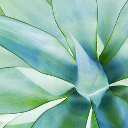 Spirited Music for Jazzy Nature