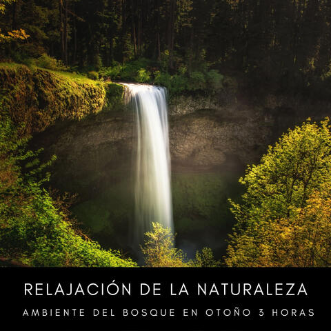 Relajación De La Naturaleza: Ambiente Del Bosque En Otoño 3 Horas