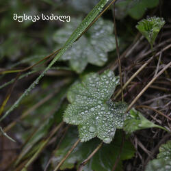 Shiatsu მასაჟი