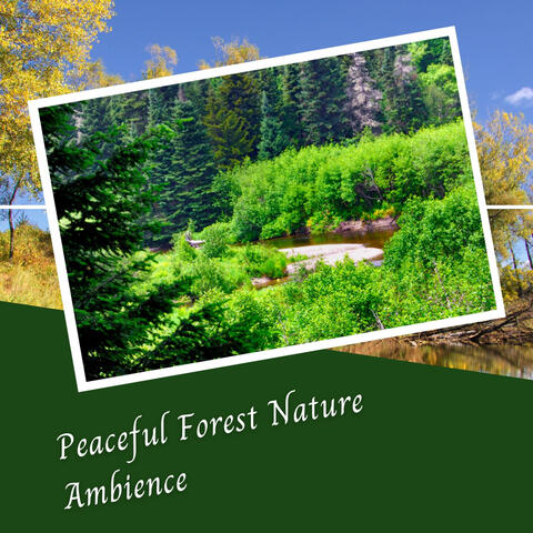 Peaceful Forest Nature Ambience - 3 Hours
