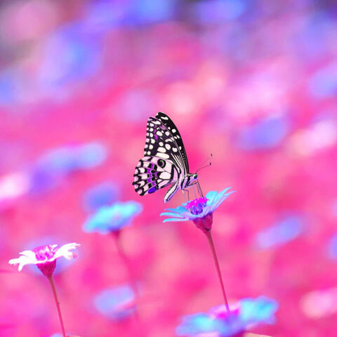 Music for Balancing Thought - Terrific Jazz-hop