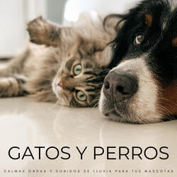 Buen Muchacho!