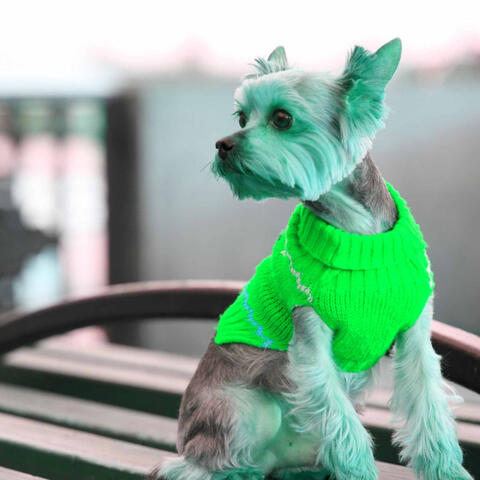 (Piano Bossanova Duo) Music for Coziest Dogs