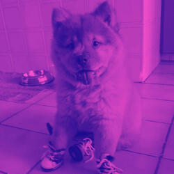 Background for Saturday Pups