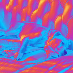 Spirited Bossa Piano Duo - Vibe for Autumn and Puppies