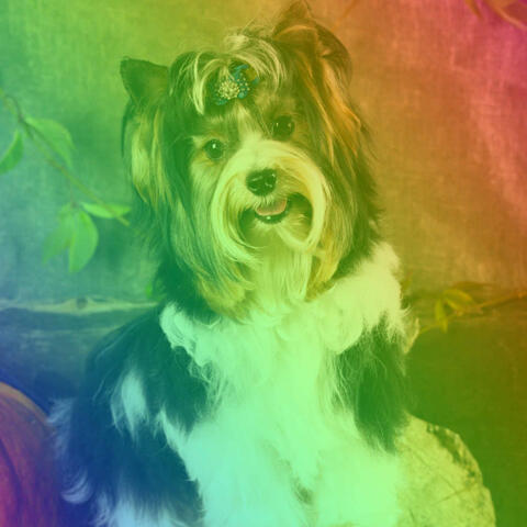 Backdrop for Cozy Doggos