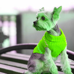 Entertaining Backdrops for Autumn and Puppies