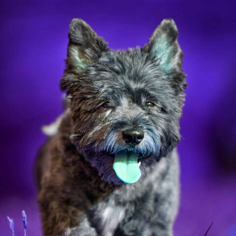 Music for Coziest Dogs (Piano Bossa Nova Duo)