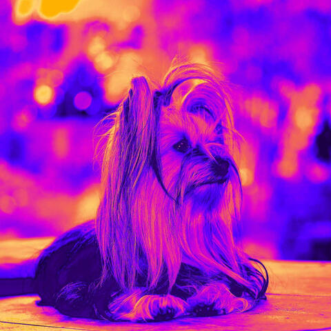 Piano Bossa Duo - Background for Coziest Dogs