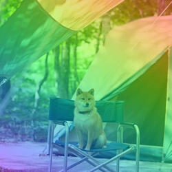 Casual Ambiance for Autumn and Puppies