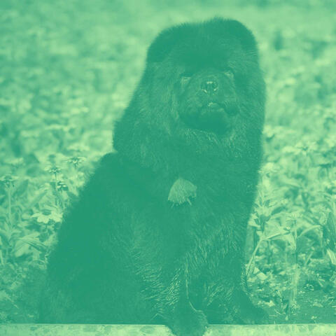 Simplistic Background for Doggy Night Walks