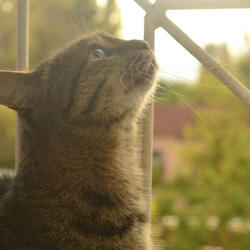 The long purring sound of a cat