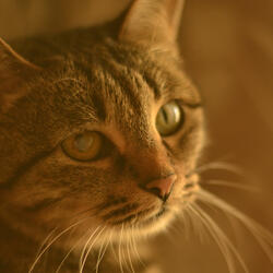 Kitty purrs