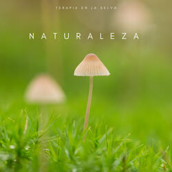 Sinfonía De La Naturaleza