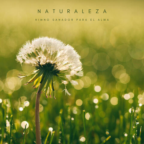 Naturaleza: Himno Sanador Para El Alma