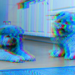 Fashionable Ambiance for Wonderful Doggies