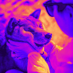 Outstanding Backdrops for Puppy Training Time