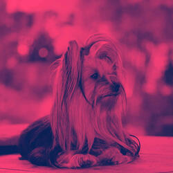 Background for Wonderful Doggies