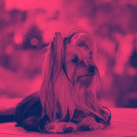 Wonderful Jazz Piano Duo - Background for Puppy Training Time