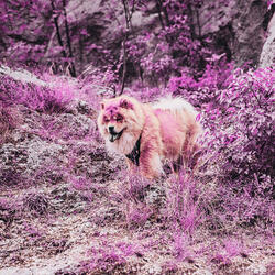 Entertaining Ambience for Wonderful Doggies