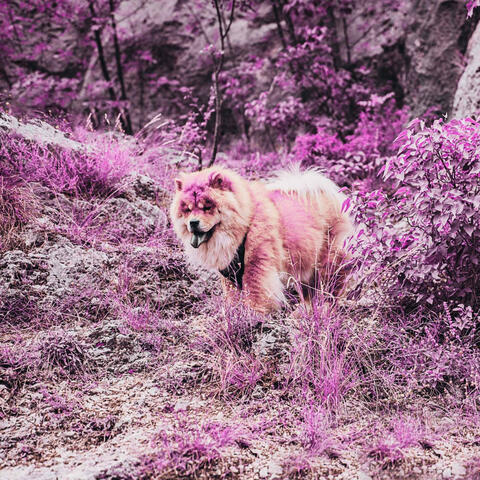 Incredible Backdrop for Sleepy Puppy Moments