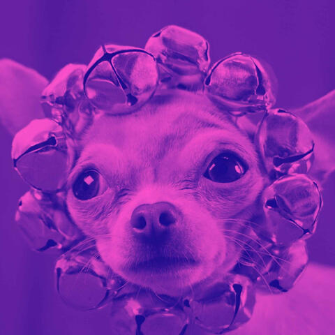 Acoustic and Electric Piano Jazz Duo - Background Music for Doggy Work
