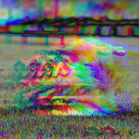 Feelings for Doggy Focus