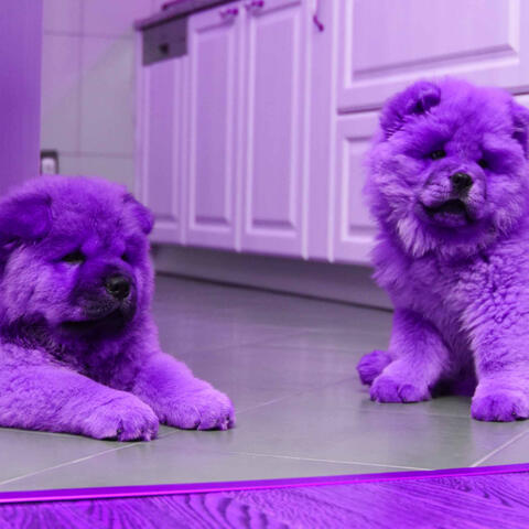 Vivacious Background for Wonderful Doggies