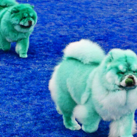 (Piano Jazz Duo) Music for Puppy Training Time