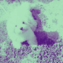 Awesome Doggy Work