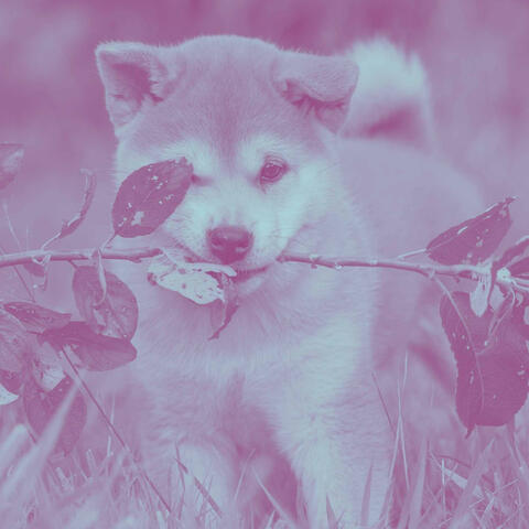 Acoustic and Electric Piano Jazz Duo - Bgm for Doggy Work