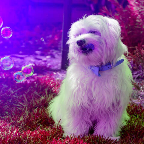 Music for Doggy Focus - Heavenly Piano Duo