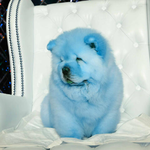 Music for Puppy Training Time (Piano Duo)