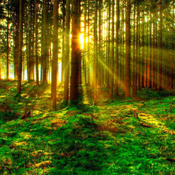 Forest Atmosphere for Sleeping