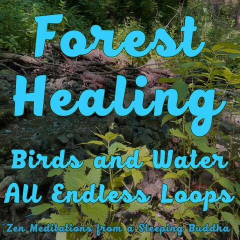 Forest Healing Birds and Water All Endless Loops