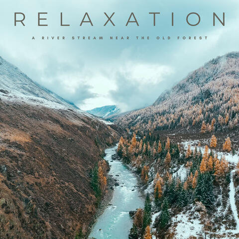 Relaxation: A River Stream Near The Old Forest