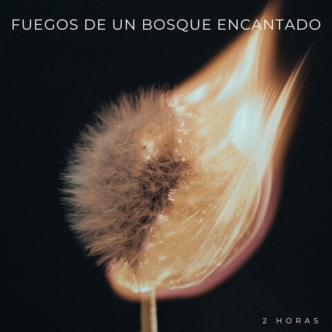 Fuegos De Un Bosque Encantado - 2 Horas